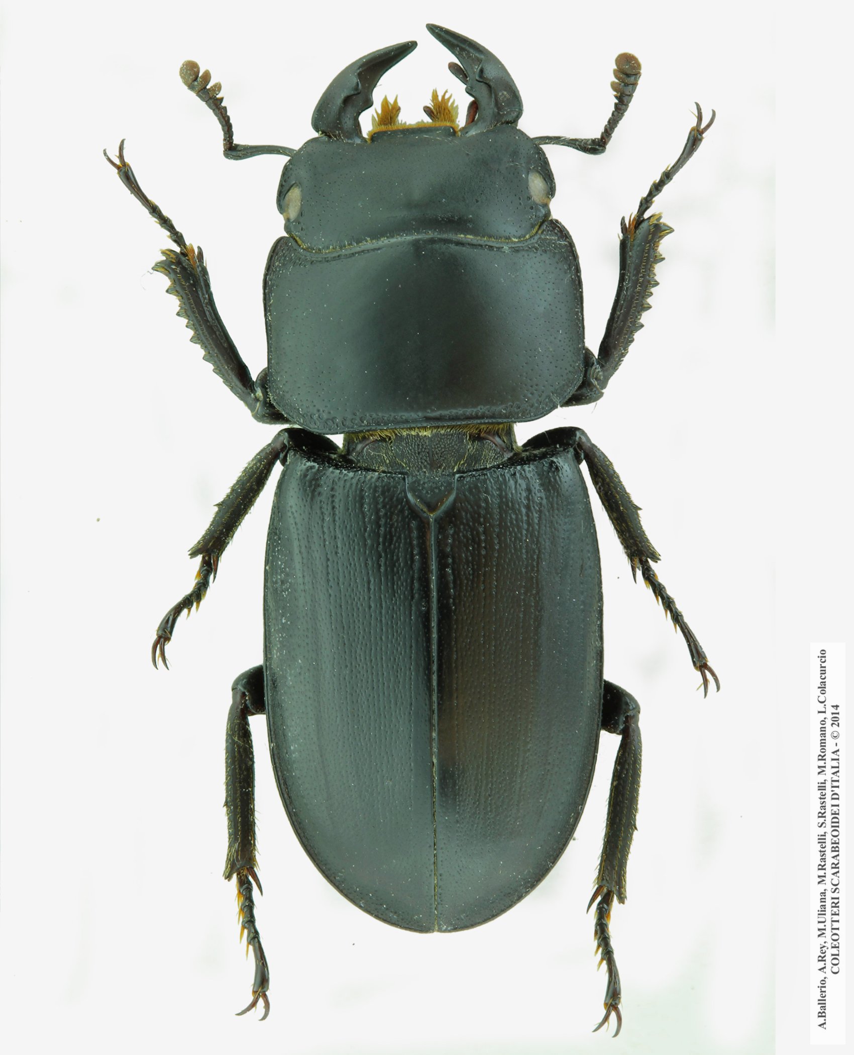 Dorcus musimon, maschio 